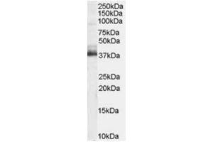 Image no. 1 for anti-Tripartite Motif Containing 5 (TRIM5) (N-Term) antibody (ABIN374320) (TRIM5 抗体  (N-Term))