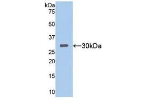 Western blot analysis of recombinant Mouse SIRT1. (SIRT1 抗体  (AA 236-490))