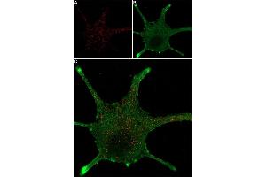 Live cell imaging of mouse NGF 2.