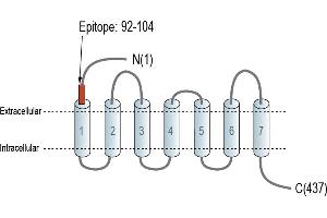 Representative domain view of the target of ABIN7885429.