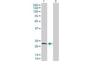 Western Blotting (WB) image for anti-Polymerase (RNA) II (DNA Directed) Polypeptide L, 7.6kDa (POLR2L) (AA 1-67) antibody (ABIN519033)