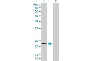 Western Blot analysis of POLR2L expression in transfected 293T cell line by POLR2L MaxPab polyclonal antibody. (POLR2L 抗体  (AA 1-67))