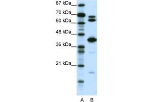 Western Blotting (WB) image for anti-E2F Transcription Factor 2 (E2F2) antibody (ABIN2460253) (E2F2 抗体)