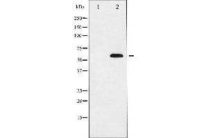 Western blot analysis of p56 Dok-2 expression in K562 whole cell lysates,The lane on the left is treated with the antigen-specific peptide. (DOK2 抗体  (Internal Region))