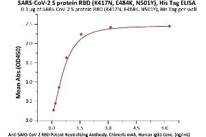 Immobilized SARS-CoV-2 S protein RBD (K417N, E484K, N501Y), His Tag (ABIN6973240) at 1 μg/mL (100 μL/well) can bind A-CoV-2 RBD Potent Neutralizing Antibody, Chimeric mAb, Human IgG1 (AM128)  with a linear range of 0. (SARS-CoV-2 Spike S1 Protein (B.1.351 - beta, RBD) (His tag))
