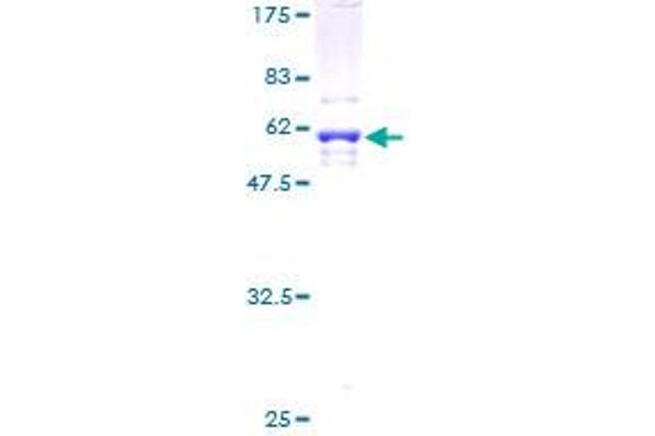 RPL34 Protein (AA 1-117) (GST tag)