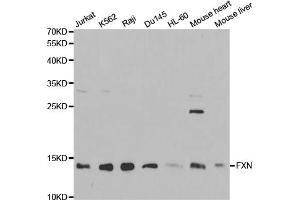 Western blot analysis of extracts of various cell lines, using FXN antibody (ABIN5970875) at 1/1000 dilution. (Frataxin 抗体)