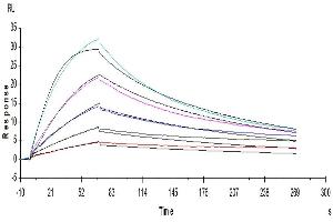 Surface Plasmon Resonance (SPR) image for Colony Stimulating Factor 2 (Granulocyte-Macrophage) (CSF2) (AA 18-144) protein (ABIN7274780)