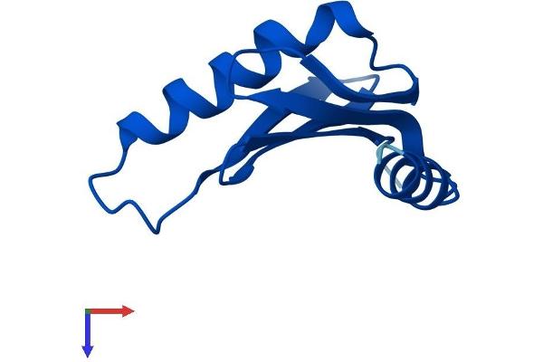 HBXIP Protein (AA 1-91) (Fc Tag)