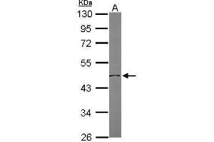 Western Blotting (WB) image for anti-Ornithine Aminotransferase (OAT) antibody (ABIN2855721)