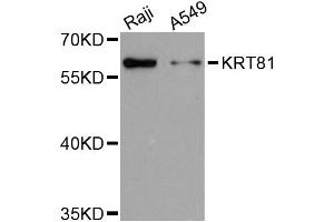 Western blot analysis of extracts of various cell lines, using KRT81 antibody (ABIN5972115) at 1:3000 dilution. (KRT81 抗体)