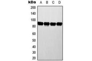 Western blot analysis of ATRIP expression in MCF7 (A), HeLa (B), NIH3T3 (C), rat liver (D) whole cell lysates.