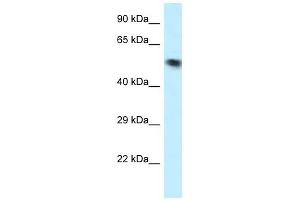 Western Blot showing VPS4B antibody used at a concentration of 1 ug/ml against OVCAR-3 Cell Lysate (VPS4B 抗体  (N-Term))