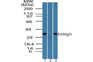 Image no. 1 for anti-Embigin (EMB) (AA 130-180) antibody (ABIN960161) (Embigin 抗体  (AA 130-180))