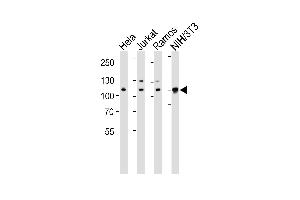 Western blot analysis of lysates from Hela, Jurkat, Ramos, mouse NIH/3T3 cell line (from left to right), using CSE1L Antibody (ABIN1882070 and ABIN2838356). (CSE1L 抗体  (N-Term))