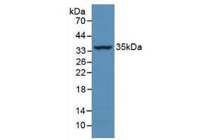 Detection of Recombinant CASP4, Bovine using Monoclonal Antibody to Caspase 4 (CASP4) (Caspase 4 抗体  (AA 81-270))