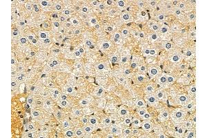 VSIG2 Mouse Monoclonal Antibody at 1/100 staining mouse liver tissue by IHC-P.