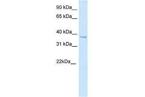 WB Suggested Anti-SFPI1 Antibody Titration:  5. (SPI1 抗体  (N-Term))