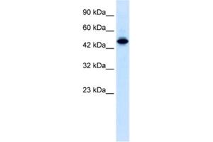 Western Blotting (WB) image for anti-E74-Like Factor 2 (Ets Domain Transcription Factor) (ELF2) antibody (ABIN2460258) (ELF2 抗体)