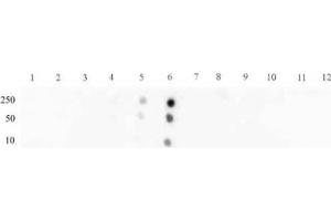 STAT3 phospho Ser727 pAb tested by dot blot analysis. (STAT3 抗体  (pSer727))
