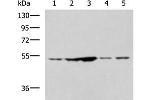 Western blot analysis of 293T and Jurkat cell lysates using SNTA1 Polyclonal Antibody at dilution of 1:1350 (SNTA1 抗体)