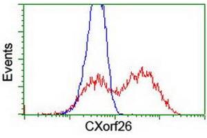 HEK293T cells transfected with either RC200095 overexpress plasmid (Red) or empty vector control plasmid (Blue) were immunostained by anti-CXorf26 antibody (ABIN2454749), and then analyzed by flow cytometry. (CXorf26 抗体)