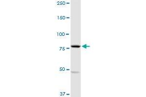 MARK2 MaxPab rabbit polyclonal antibody. (MARK2 抗体  (AA 1-755))