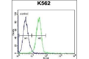 UL1 Antibody (N-term) 1907a flow cytometric analysis of K562 cells (right histogram) compared to a negative control cell (left histogram). (UAP1L1 抗体  (N-Term))