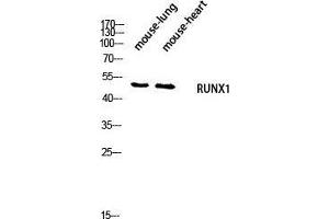 Western Blot (WB) analysis of Mouse Lung Mouse Heart lysis using RUNX1 antibody. (RUNX1 抗体  (Ser2056))