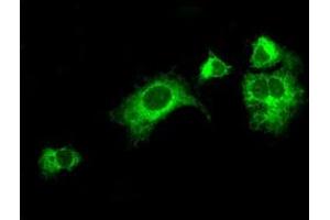 Anti-LOX mouse monoclonal antibody (ABIN2453264) immunofluorescent staining of COS7 cells transiently transfected by pCMV6-ENTRY LOX (RC213323). (LOX 抗体  (AA 22-168))
