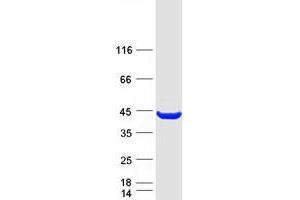 Western Blotting (WB) image for N-Myc (And STAT) Interactor (NMI) protein (Myc-DYKDDDDK Tag) (ABIN2727410)