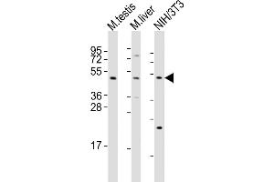 Western Blot at 1:2000 dilution Lane 1: mouse testis lysates Lane 2: mouse liver lysates Lane 3: NIH/3T3 whole cell lysates Lysates/proteins at 20 ug per lane. (MLKL 抗体  (C-Term))