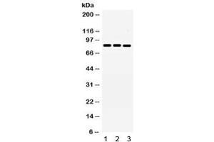 Western blot testing of 1) rat brain, 2) rat liver, 3) human MCF7 and 4) HeLa lysate with MNAT1 antibody. (MNAT1 抗体  (AA 92-278))