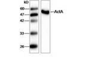 Image no. 1 for anti-Listeria Monocytogenes ActA (AA 117-278) antibody (ABIN791621) (Listeria Monocytogenes ActA (AA 117-278) 抗体)