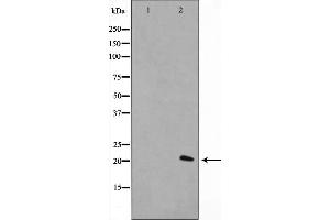 Western blot analysis on A549 cell lysate using Histone H1. (Histone H1 抗体  (Internal Region))