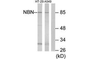 Western blot analysis of extracts from A549/HT-29 cells, using NBN Antibody. (Nibrin 抗体  (AA 431-480))
