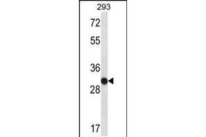 Western blot analysis in 293 cell line lysates (35ug/lane). (OR4K14 抗体  (N-Term))