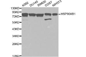 Western blot analysis of extracts of various cell lines, using HSP90AB1 antibody. (HSP90AB1 抗体)