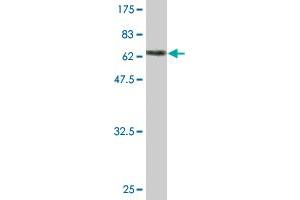 Western Blotting (WB) image for anti-Peptidase D (PEPD) (AA 1-493) antibody (ABIN562173)