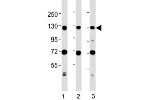 Western Blotting (WB) image for anti-Minichromosome Maintenance Complex Component 2 (MCM2) (AA 649-677) antibody (ABIN3031801)