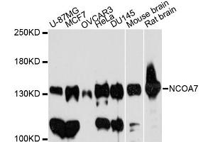 Western blot analysis of extracts of various cell lines, using NCOA7 antibody (ABIN6291593) at 1:3000 dilution. (NCOA7 抗体)