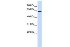Image no. 1 for anti-serine Palmitoyltransferase, Long Chain Base Subunit 1 (SPTLC1) (AA 216-265) antibody (ABIN6740984) (SPTLC1 抗体  (AA 216-265))