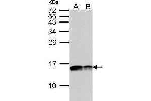 Western Blotting (WB) image for anti-Cytochrome C Oxidase Subunit Va (COX5A) (Center) antibody (ABIN2855063)