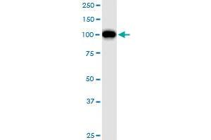 Western Blotting (WB) image for anti-General Transcription Factor IIIC, Polypeptide 2, beta 110kDa (GTF3C2) (AA 1-911) antibody (ABIN516292)