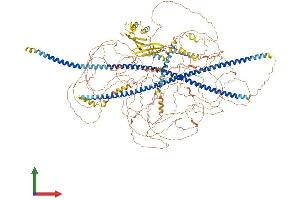 AlphaFold protein structure predicition of Human Recombinant SYNM Protein, UniprotID O15061 (SYNM Protein (AA 1-1565) (His tag))