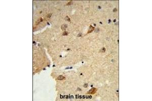 Formalin-fixed and paraffin-embedded human brain tissue reacted with DTX4 Antibody (N-term), which was peroxidase-conjugated to the secondary antibody, followed by DAB staining. (Deltex Homolog 4 抗体  (N-Term))