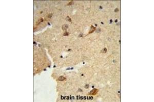 Formalin-fixed and paraffin-embedded human brain tissue reacted with DTX4 Antibody (N-term), which was peroxidase-conjugated to the secondary antibody, followed by DAB staining. (Deltex Homolog 4 抗体  (N-Term))