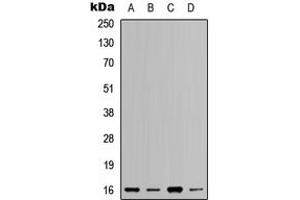 Western blot analysis of RPL37A expression in HeLa (A), HEK293T (B), Raw264.
