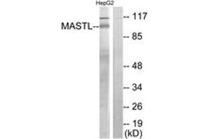 Western Blotting (WB) image for anti-Microtubule Associated serine/threonine Kinase-Like (MASTL) (AA 821-870) antibody (ABIN2889723) (MASTL 抗体  (AA 821-870))