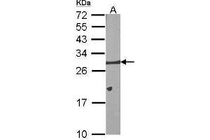 BCL2L1 antibody
